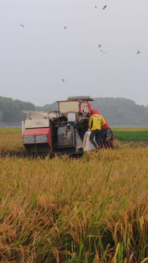 BPS Sebut Nilai Tukar Petani Nasional Naik Hingga 111,85