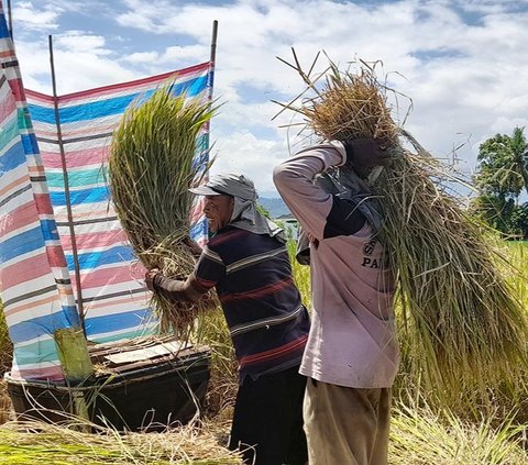 BPS Sebut Nilai Tukar Petani Nasional Naik Hingga 111,85