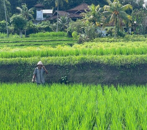 BPS Sebut Nilai Tukar Petani Nasional Naik Hingga 111,85