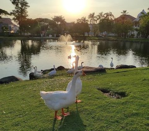 Taman Angsa Pakuwon City atau yang sering juga disebut Danau Angsa jadi salah satu pilihan wisata murah meriah di Kota Surabaya. Pengunjung bisa menikmati pagi dan sore sembari menyaksikan angsa hilir mudik, tanpa dipungut biaya.