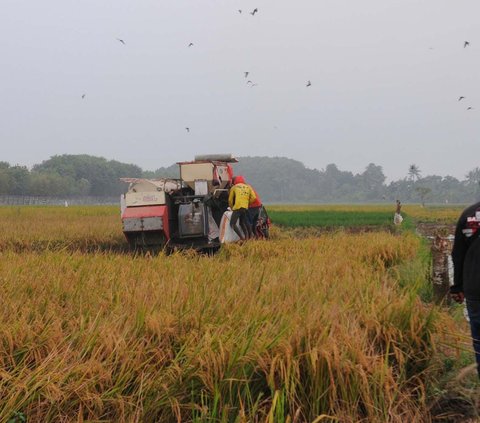 DPR RI Kian Optimis Food Estate Setelah Mendengar Langsung Petani Kalteng