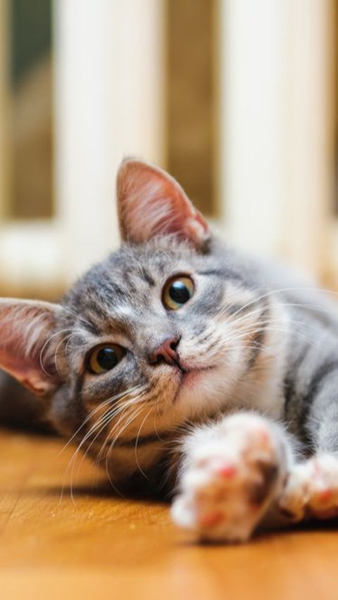 Viral 3 Wanita Cekoki Miras ke Kucing, Digeruduk Pecinta Hewan Cuma Tertunduk & Minta Maaf<br>