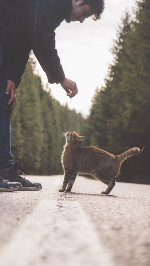 6 Arti Mimpi Menolong Kucing yang Bisa Menjadi Peringatan untuk Kehidupan