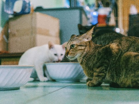 The meaning of the dream of helping a starving cat.