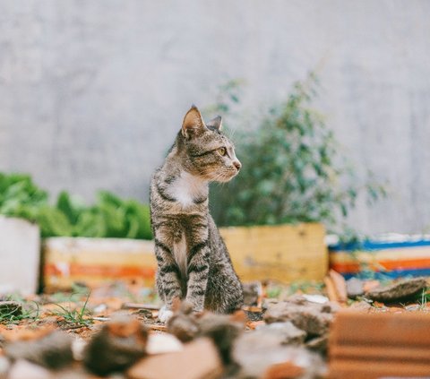 6 Meanings of Dreaming of Helping Cats that can be a Warning for Life