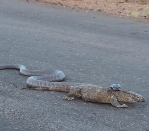 Video Duel King Kobra and Monitor Lizard, Here's How It Ends..