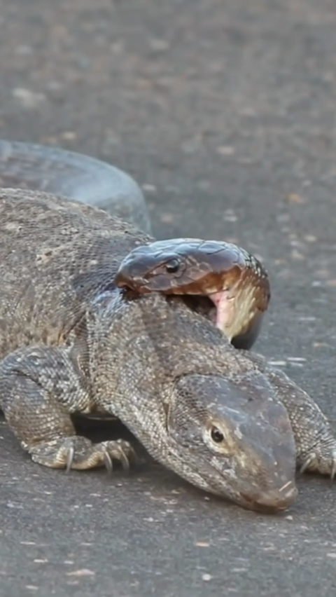 Video Duel King Kobra and Monitor Lizard, Here's How It Ends..