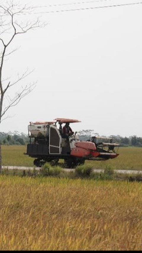 DPR Tengok Lokasi Food Estate di Kalteng, Ini Sederet Temuan dan PR untuk Pemerintah