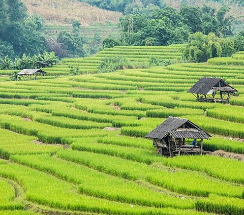 Atas persetujuan sesepuh dan masyarakat setempat, desa ini pun dinamakan dengan Desa Cipicung.<br>