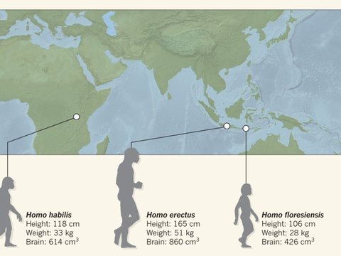 Kisah Penemuan Fosil Manusia Kerdil di Indonesia yang Mengubah Sejarah tentang Asal-Usul Manusia