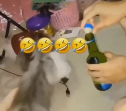 Viral Cekoki Kucing dengan Miras, Tiga Perempuan di Padang Terancam 9 Bulan Penjara