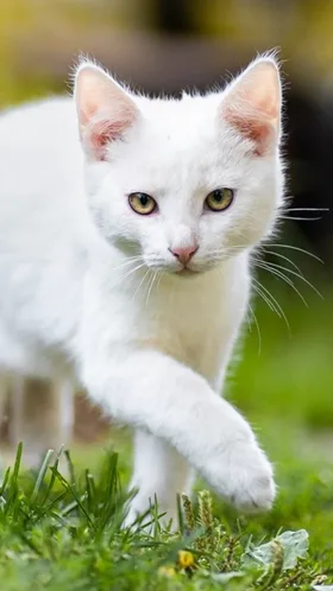 Viral Cekoki Kucing dengan Miras, Tiga Perempuan di Padang Terancam 9 Bulan Penjara