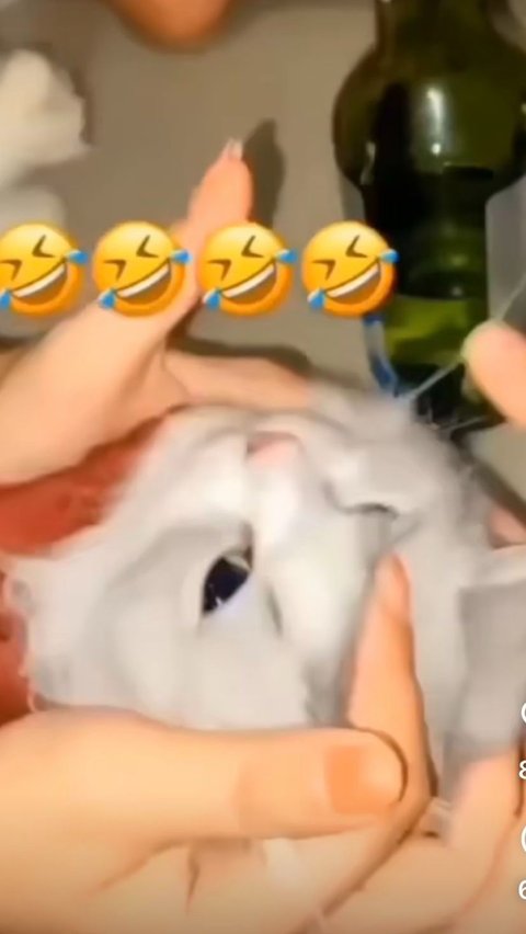 Unggah Video Cekoki Kucing dengan Miras, Tiga Perempuan di Padang Akhirnya Minta Maaf