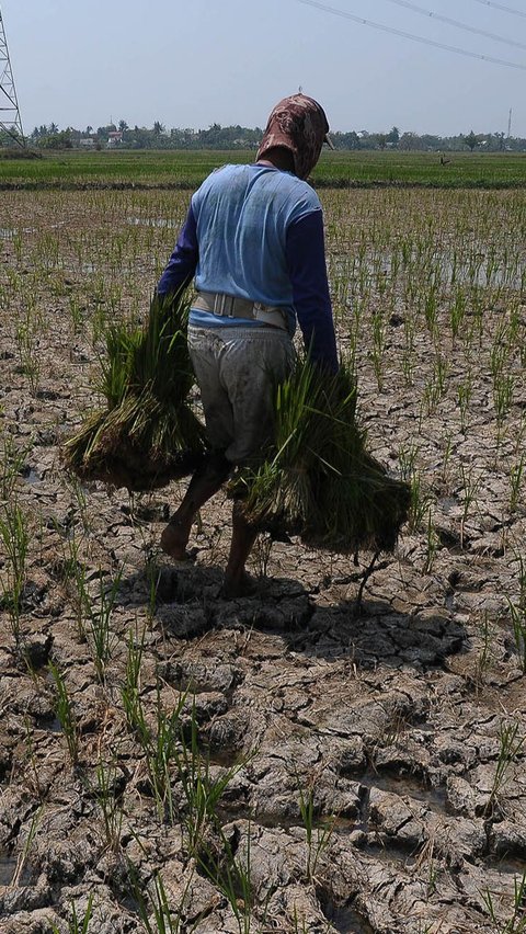 FOTO: Asa Petani Menanam Padi di Tengah Fenomena El Nino