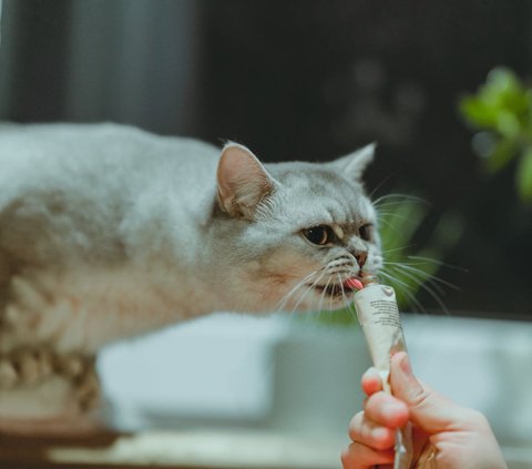 Berikut kita akan membahas 15 makanan yang tidak boleh diberikan kepada kucing kita. Apa saja ya? Simak terus sampai selesai ya.<br>