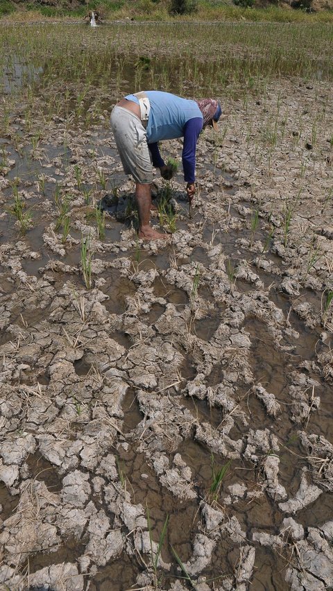 Pia berusia 60 tahun itu tetap nekat menanam padi di tengah fenomena El Nino yang membuat musim kemarau menjadi lebih kering.