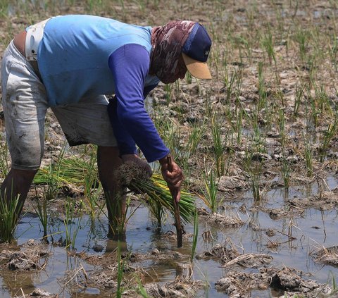 FOTO: Asa Petani Menanam Padi di Tengah Fenomena El Nino