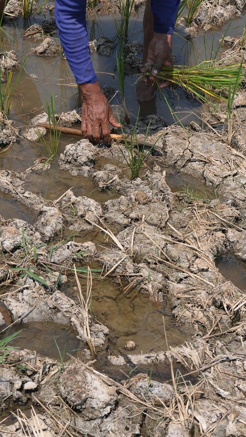 Meski telah dibantu dengan pompa air, Sari tetap mengalami gagal panen. Dan, ini adalah tanam padi ketiga kalinya yang dilakukan Sari.<br>