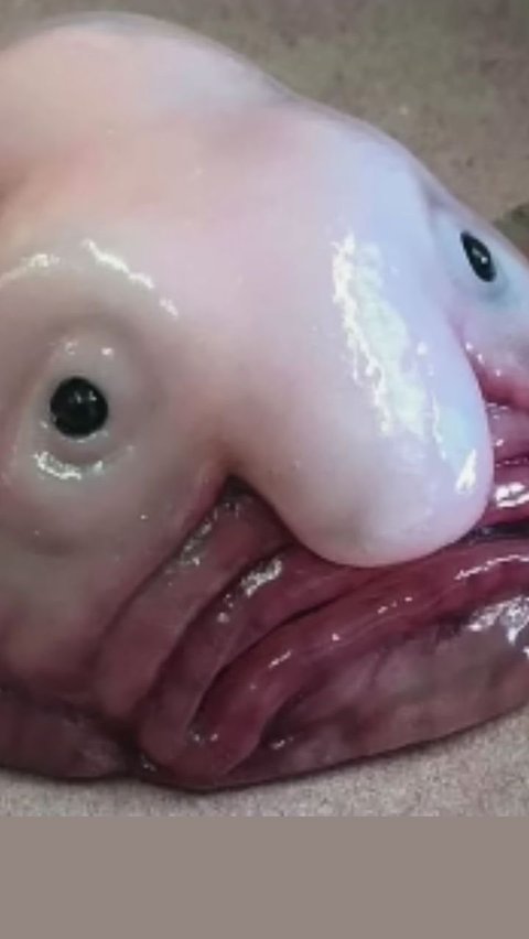 Blobfish