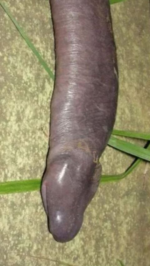 Penis Snake