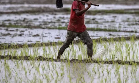 Dampak Mengerikan Naiknya Harga Beras, Masyarakat Miskin Bakal Tambah Banyak