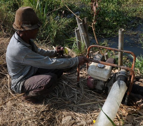 Fenomena El Nino yang membuat musim kemarau menjadi lebih kering menyebabkan areal persawahan dilanda kekeringan. Tak terkecuali sawah yang digarap Nasim, seorang petani di Babelan, Bekasi, Jawa Barat, Selasa (5/9/2023).