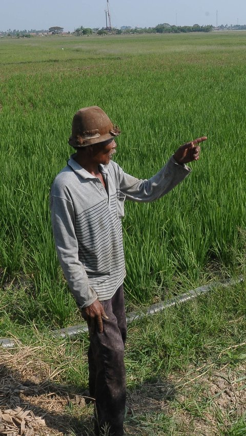 Untuk menyiasati sawahnya yang kekeringan, Nasim mengandalkan pompa air untuk melakukan pangairan.