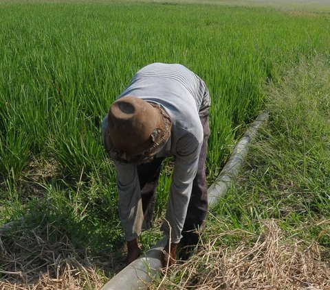 FOTO: Petani Konversi Pompa Air BBM ke Gas Elpiji untuk Aliri Sawah saat Fenomena El Nino