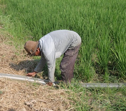 FOTO: Petani Konversi Pompa Air BBM ke Gas Elpiji untuk Aliri Sawah saat Fenomena El Nino