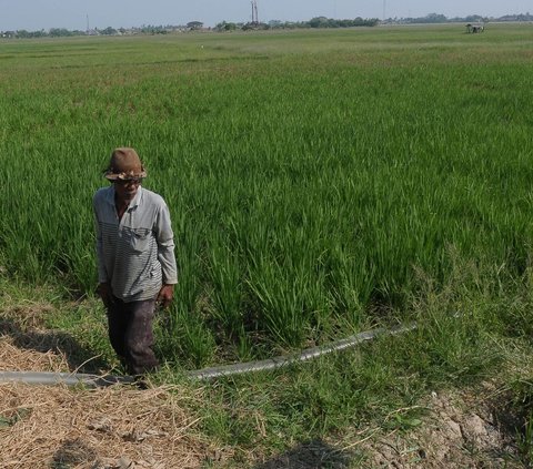 FOTO: Petani Konversi Pompa Air BBM ke Gas Elpiji untuk Aliri Sawah saat Fenomena El Nino