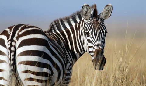 Ketika memasuki masa kawin, zebra jantan akan bertarung melawan jantan lainnya untuk mendapatkan betina.