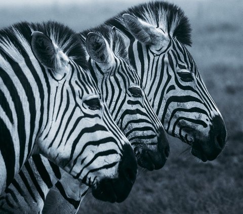 Sadisnya Zebra Jantan jika Tahu Pasangan Betinanya Hamil Bukan dari Perbuatannya