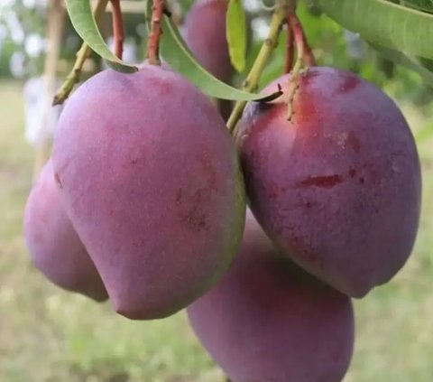 Umumnya kulit mangga berwarna hijau kekuningan. Namun, kulit Mangga Arum Merah Situbondo berwana merah keunguan. Mangga ini mencuri perhatian karena berbeda dari mangga-mangga lain.