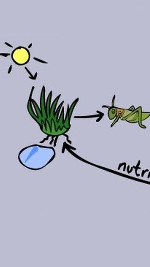 Pengertian Jaring Jaring Makanan Beserta Contoh & Perbedaannya dengan Rantai Makanan