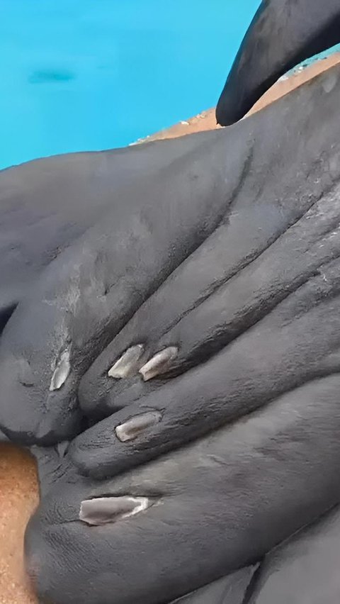 Apparently, both sea lions and seals have nails that will be trimmed if they are deemed too long.