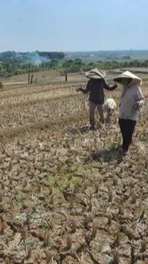 Ratusan Hektare Sawah di Jateng Alami Puso akibat Kekeringan