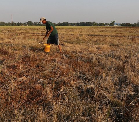 Ratusan Hektare Sawah di Jateng Alami Puso akibat Kekeringan