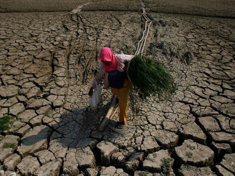 Ratusan Hektare Sawah di Jateng Alami Puso akibat Kekeringan