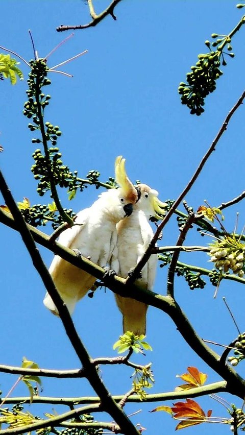 Fakta Menarik Burung Kakatua Jambul Kuning Abbotti, Satwa Endemik Sumenep yang Jadi Perhatian Dunia