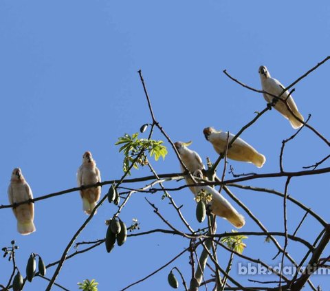 Kakatua jambul kuning Abbotti pertama kali diteliti oleh William Louis Abbot pada tahun 1907. Saat observasi pertama, populasi burung kakatua abbotti masih banyak ditemui di Pulau Masalembu, Kabupaten Sumenep.