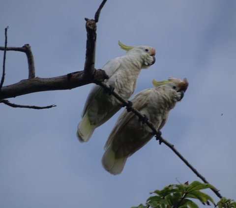 Fakta Menarik Burung Kakatua Jambul Kuning Abbotti, Satwa Endemik Sumenep yang Jadi Perhatian Dunia