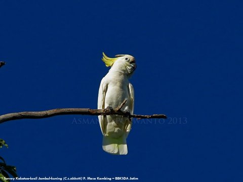 Fakta Menarik Burung Kakatua Jambul Kuning Abbotti, Satwa Endemik Sumenep yang Jadi Perhatian Dunia