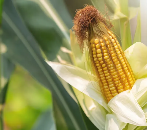 Provinsi Jawa Timur didaulat jadi lumbung jagung nasional. Produksi jagung di wilayah ini pada 2022 lalu jadi yang tertinggi di Indonesia. Data BPS menunjukkan  produksi jagung tahun 2022 naik ratusan ton dibanding tahun sebelumnya.