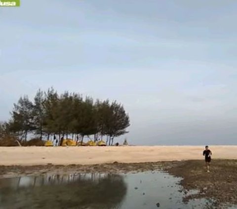 Nikmat dan Banyak Khasiat, Begini Serunya Berburu Bulu Babi di Pulau Gede Rembang