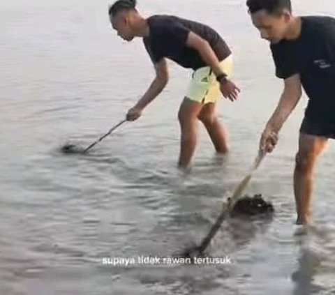 Nikmat dan Banyak Khasiat, Begini Serunya Berburu Bulu Babi di Pulau Gede Rembang