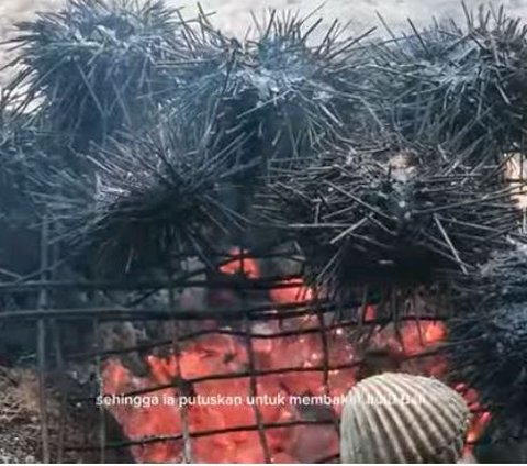 Nikmat dan Banyak Khasiat, Begini Serunya Berburu Bulu Babi di Pulau Gede Rembang