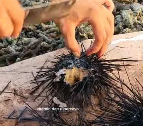 Nikmat dan Banyak Khasiat, Begini Serunya Berburu Bulu Babi di Pulau Gede Rembang