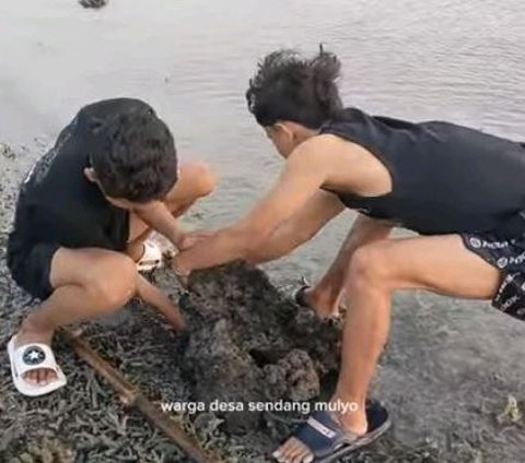 Nikmat dan Banyak Khasiat, Begini Serunya Berburu Bulu Babi di Pulau Gede Rembang