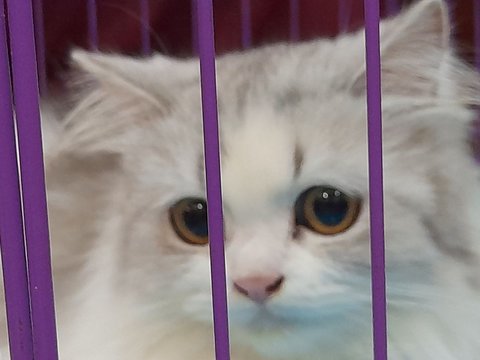 Penampakan Flo, Kucing yang Dicekoki Miras di Kursi Saksi Pengadilan Negeri Padang