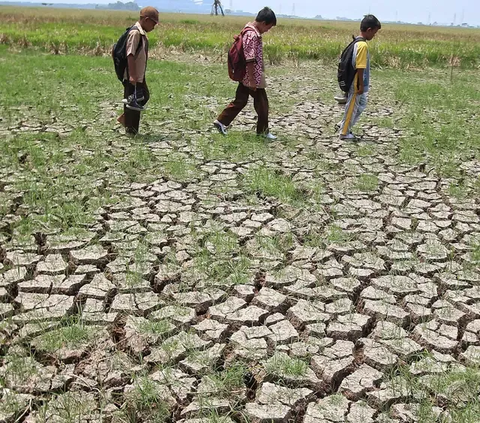 Fenomena El Nino Diperkirakan Bertahan hingga Pertengahan 2024, Ini Penjelasan Pakar